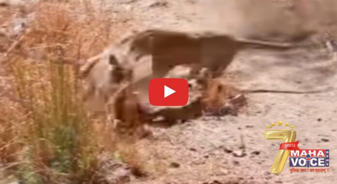 Warthog Walks Right Into Leopard