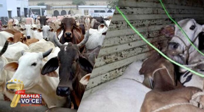 Cattle theft in India