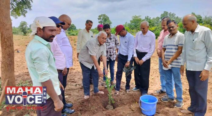 Plantation of trees