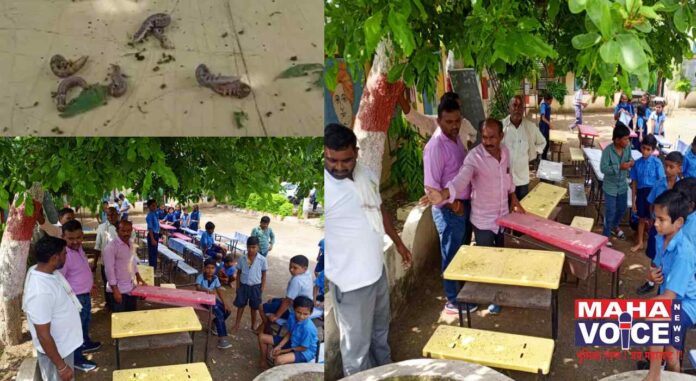 Poisonous worms in Zilla Parishad school