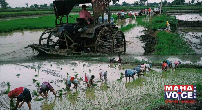 Ramtek area paddy planting