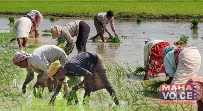 paddy planting