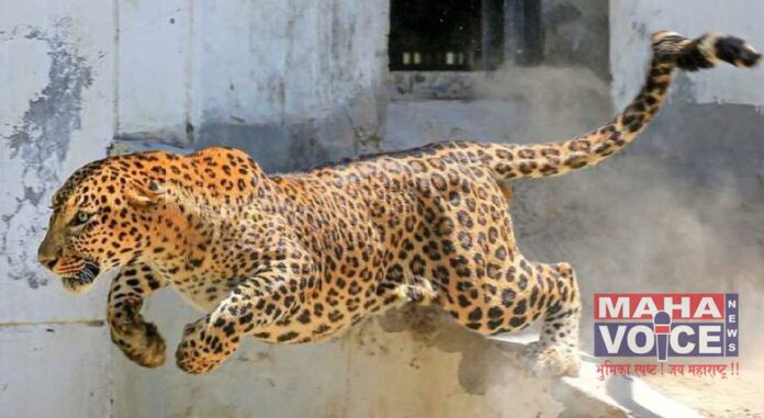 leopard attack