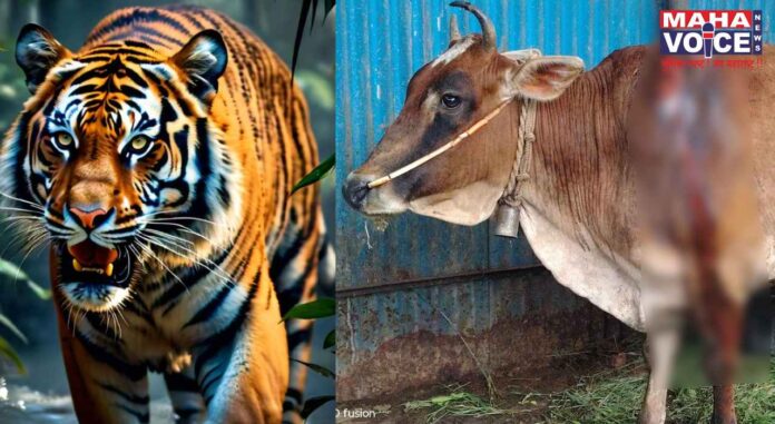 tiger attacked the cow-calf