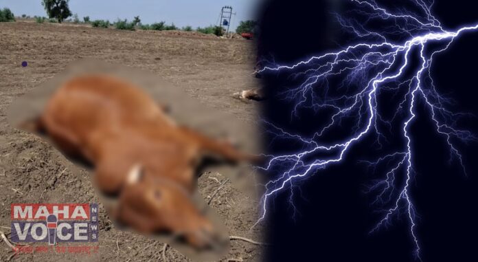 cow died by lighting