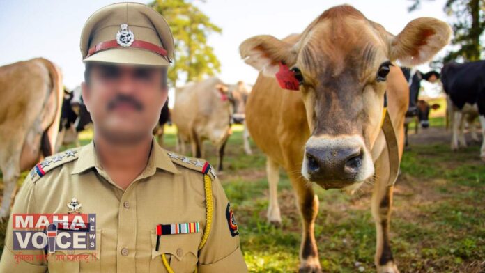 police and cow