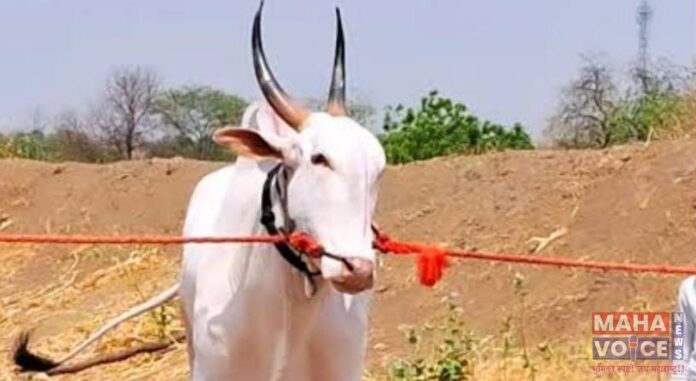 bulls caught being taken for slaughter